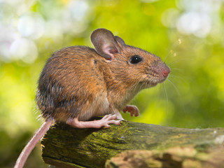 Field Mouse (Apodemus sylvaticus)