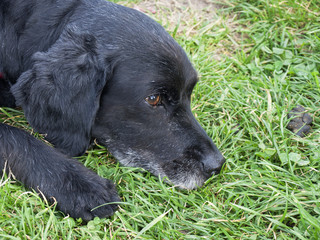 Perro negro tumbado en la hierba / Black dog lying in the grass