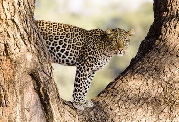 Leopard in a tree - 49399132