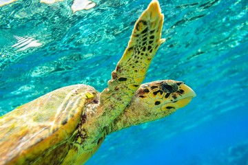 Obraz premium żółw morski