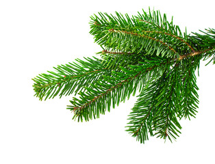 Spruce branch on a white background