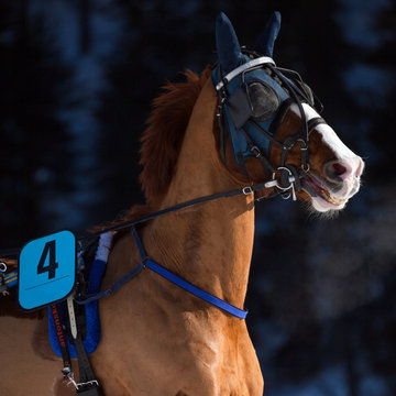cavallo con protezioni invernali