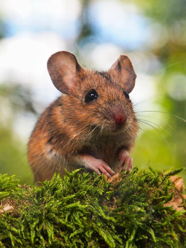 Field Mouse (Apodemus sylvaticus)