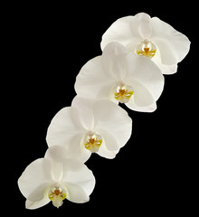 Naklejka na ściany i meble Yukidian orchidea, biała orchidea