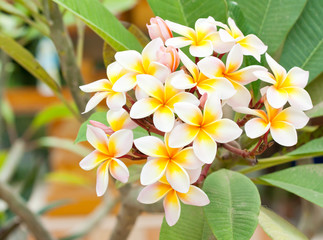 Close up of frangipani flower or Leelawadee flower blooming on t