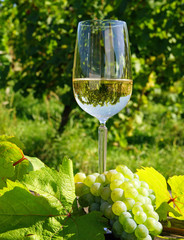 Weißwein - White Wine