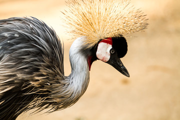 crowned crane in nihgtsafari chiangmai Thailand