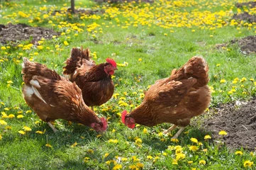 Fototapete Hähnchen laying hens in the yard