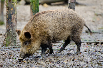 Wildschwein