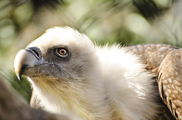 Vulture