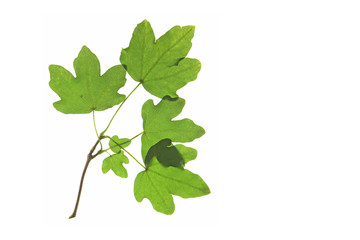 Feldahorn (Acer campestre)