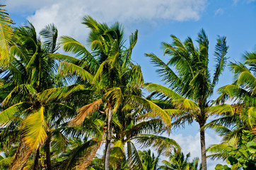 Palms against blue sky