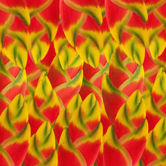 Fototapeta na wymiar Abstract colorfull background. Made from Heliconia leaves.
