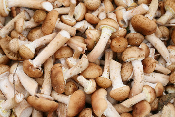 a lot of mushrooms
