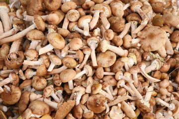 a lot of mushrooms