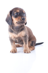 puppy