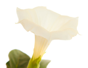 datura