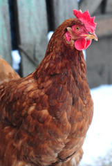 Portrait of hen