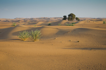 Arabian desert