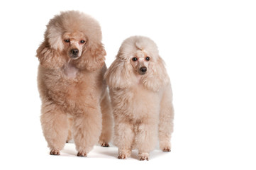 Two poodles on a white background