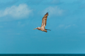 Flying Pelican