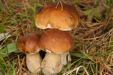 Three ceps.