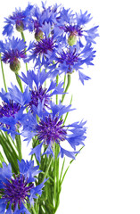 Beautiful blue cornflower isolated on white background