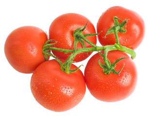 Close-up photo of tomatoes with water drops