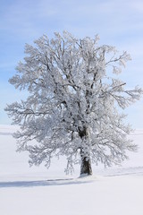 Snow-covered tree