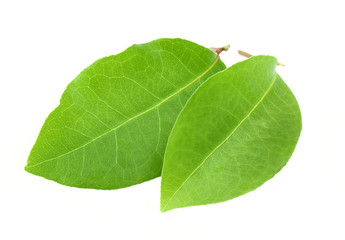 Obraz premium Laurel leaf