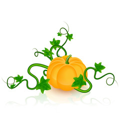 Vector illustration of pumpkin