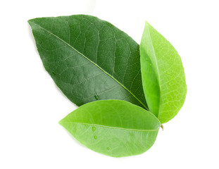 Fototapeta premium Bay leaf
