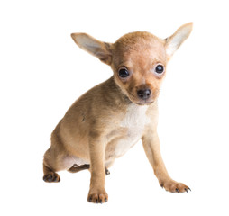 short haired chihuahua puppy in front of a white background