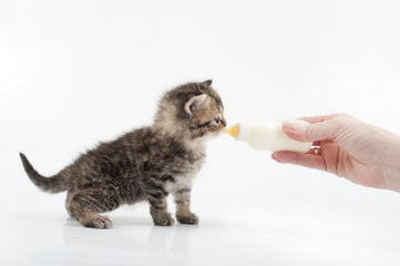 small kitten eating milk from the bottle