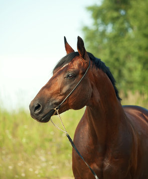 sportive bay  horse portrait.