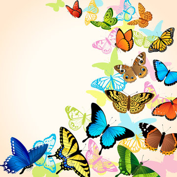 Butterfly card