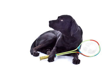 Hund mit Schl&auml;ger