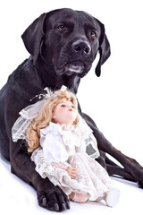 Hund liebt Hochzeitspuppe