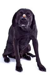 Hund mit Leckerchen auf der Nase