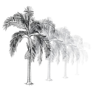palm tree vector - hand drawn