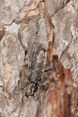 Grey tiger longicorn beelte, Xylotrechus rusticus on pine