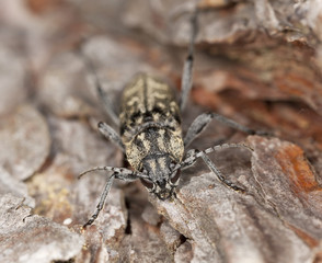 Grey tiger longicorn beelte, Xylotrechus rusticus on pine
