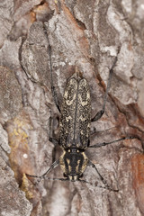 Grey tiger longicorn beelte, Xylotrechus rusticus on pine