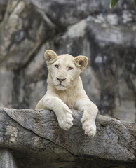 White lion