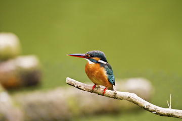 common kingfisher,Alcedo atthis