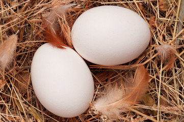 Obraz premium Eggs in nest
