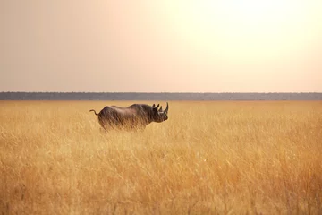 Fotobehang Rhino © Galyna Andrushko