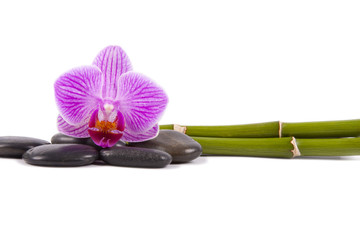 orquídea y bambú aislados