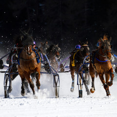 gara ippica con slitte