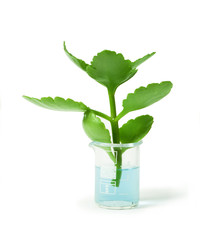 Green plants in laboratory equipment